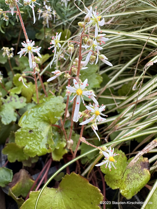 Saxifraga fortunei 'Wada'