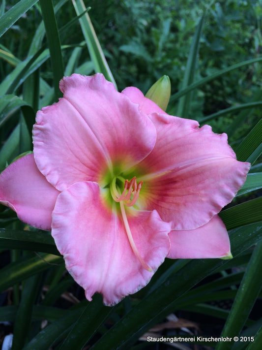 Hemerocallis 'Haller Silberschein'