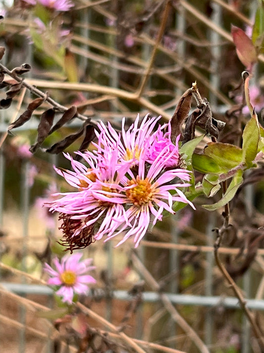 Ampelaster carolinianus