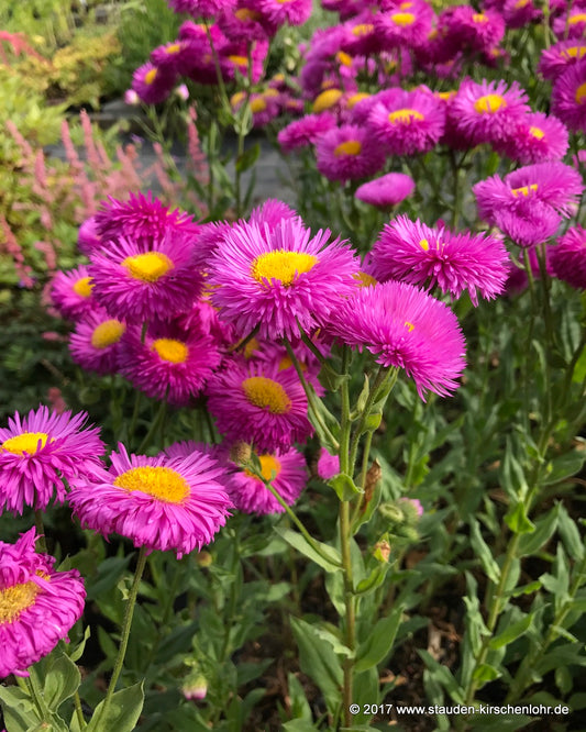 Erigeron 'Karminstrahl'