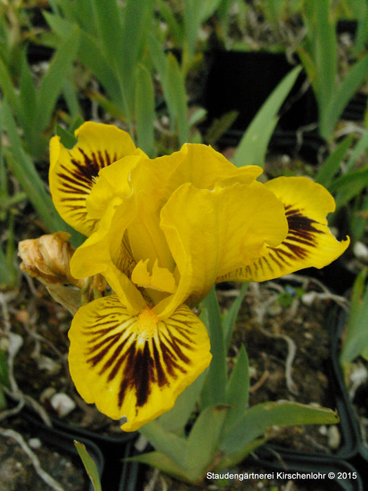 Iris barbata-nana 'Eyebright'