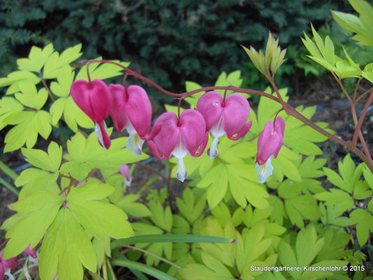 Lamprocapnos spectabilis 'Goldheart' ® (Dicentra)