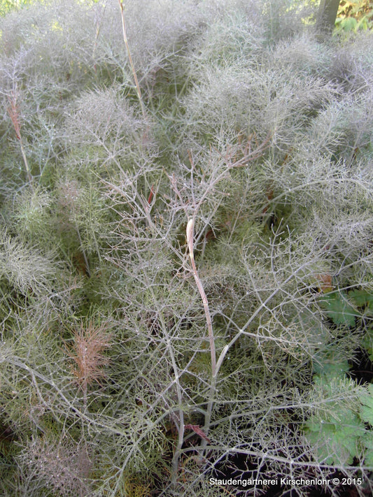 Foeniculum vulgare