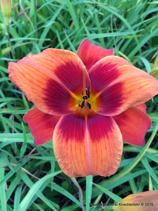 Hemerocallis 'Outrageous'