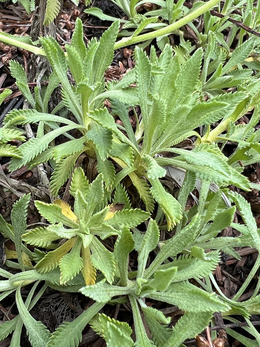 Achillea ageratifolia subsp. ageratifolia