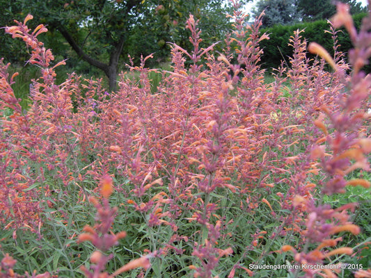 Agastache barberi 'Firebird'