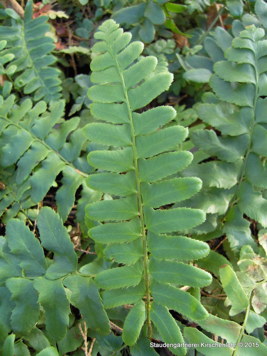 Polystichum acrostichoides