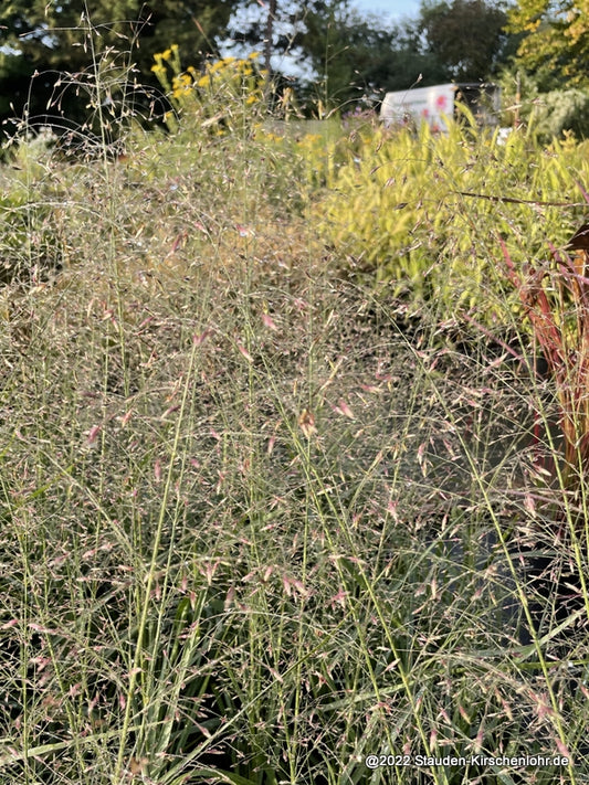 Eragrostis trichodes 'Jenny'