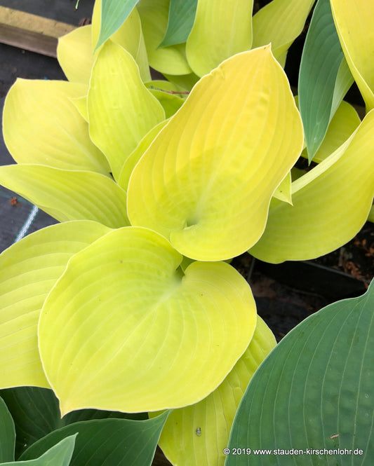 Hosta 'Zitronenfalter'