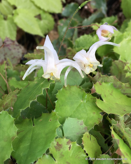 Epimedium elongatum