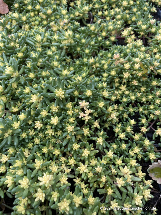 Sedum album 'Goldfinger'