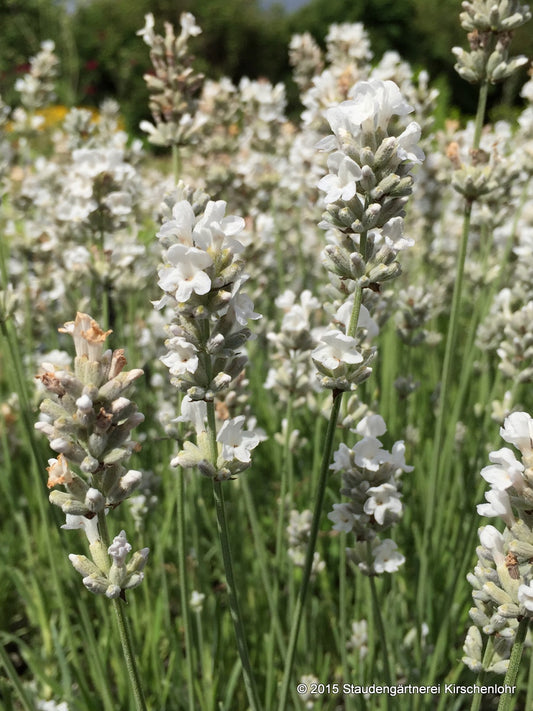 Lavandula angustifolia 'Diamant' veg.
