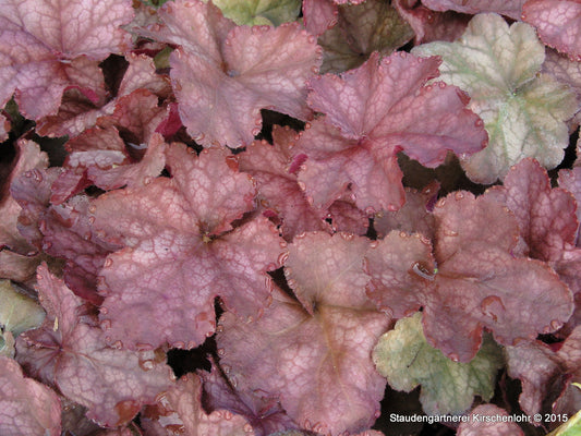 Heuchera 'Magnum' ®