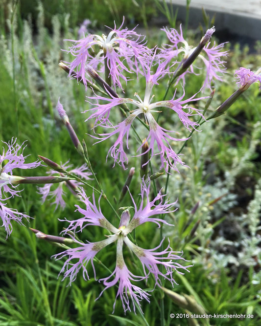 Dianthus superbus