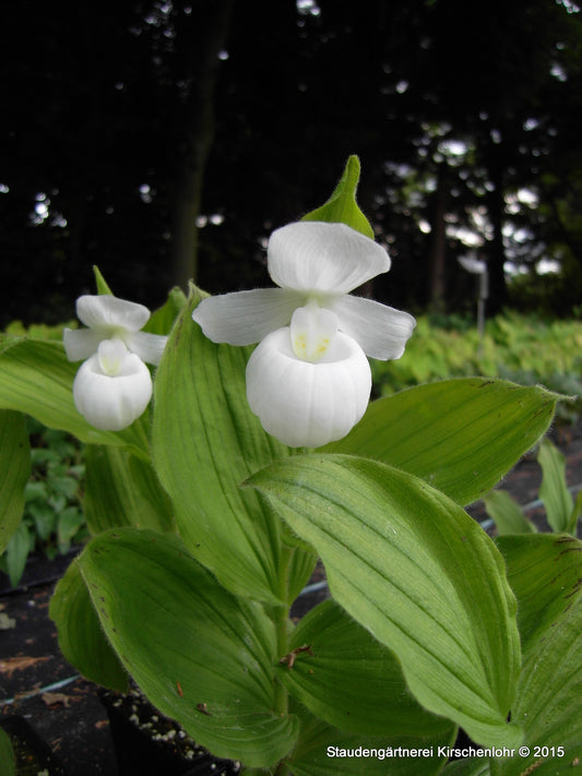 Cypripedium reginae 'Alba' NIS