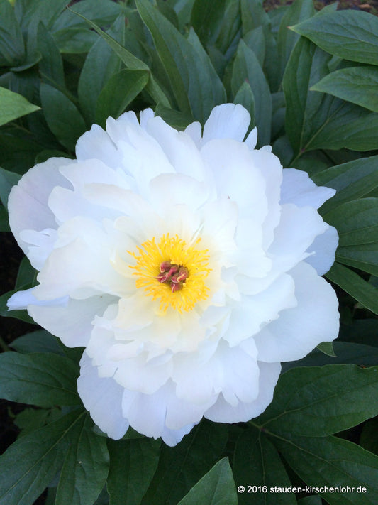 Paeonia 'Zuzu'