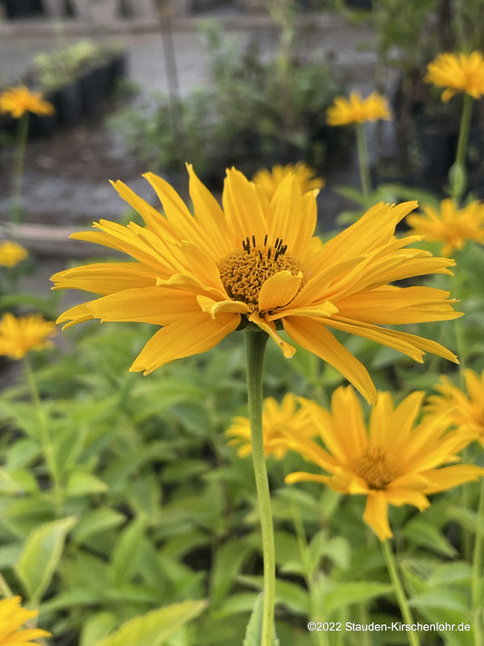 Heliopsis helianthoides 'Spitzentänzerin'