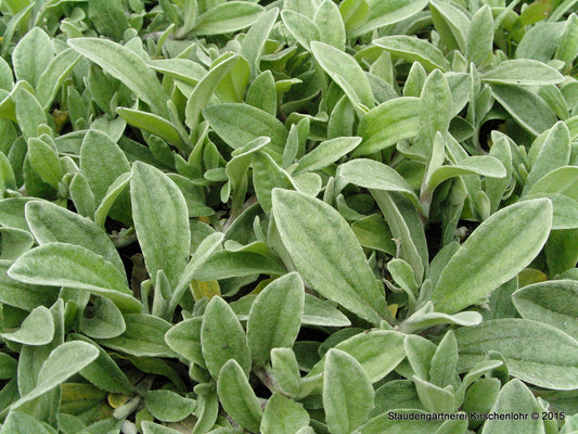 Anaphalis triplinervis 'Sommerschnee'