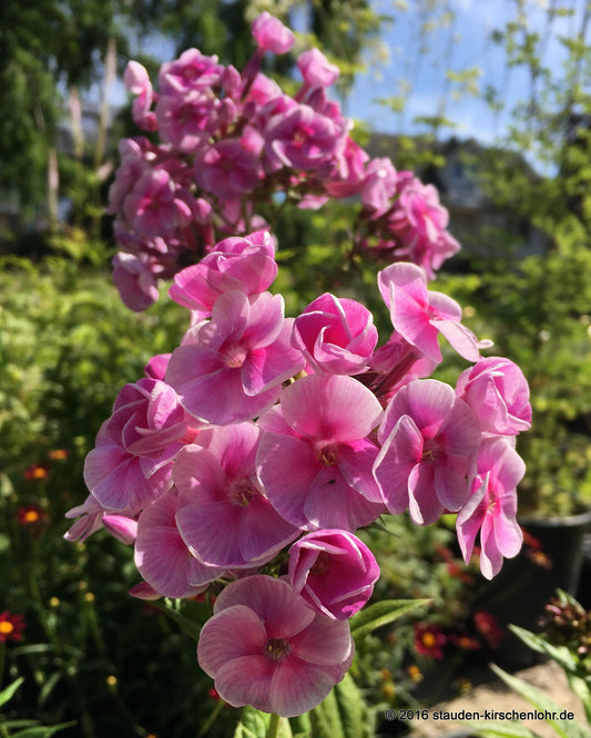 Phlox paniculata 'Apanatschi'