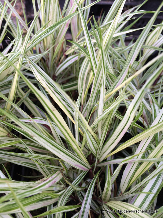 Hakonechloa macra