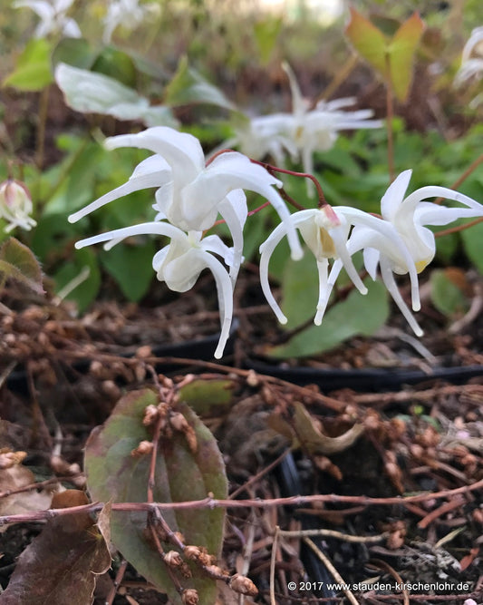 Epimedium grandiflorum var. higoense