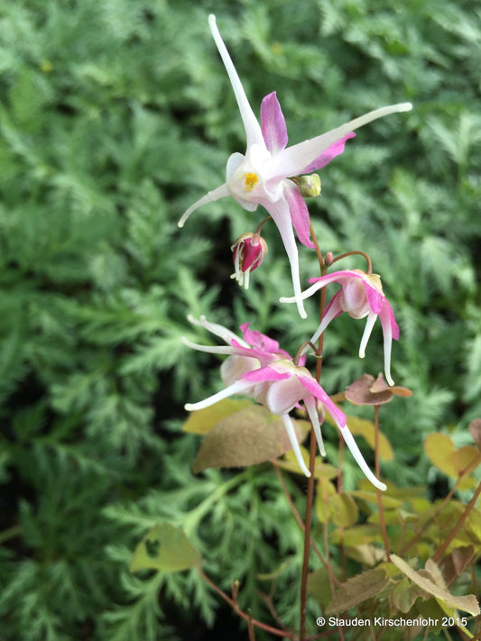 Epimedium grandiflorum 'Chris Norton'