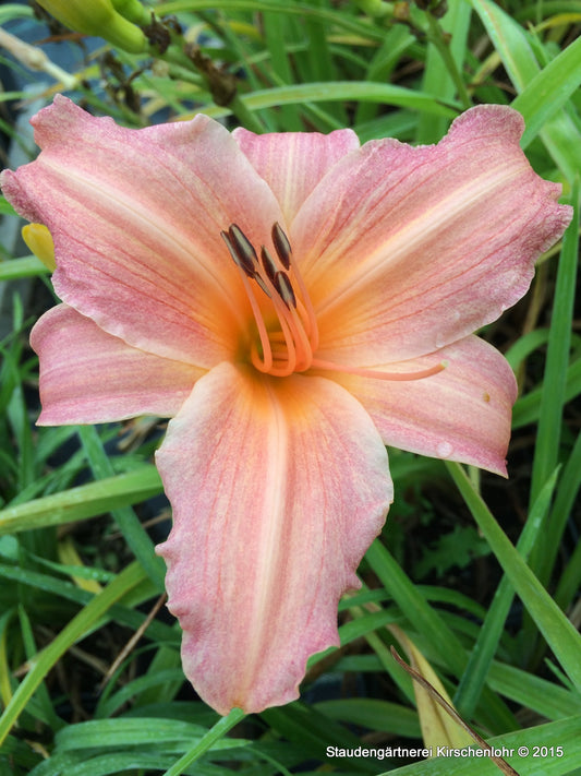 Hemerocallis 'Pink Embers'