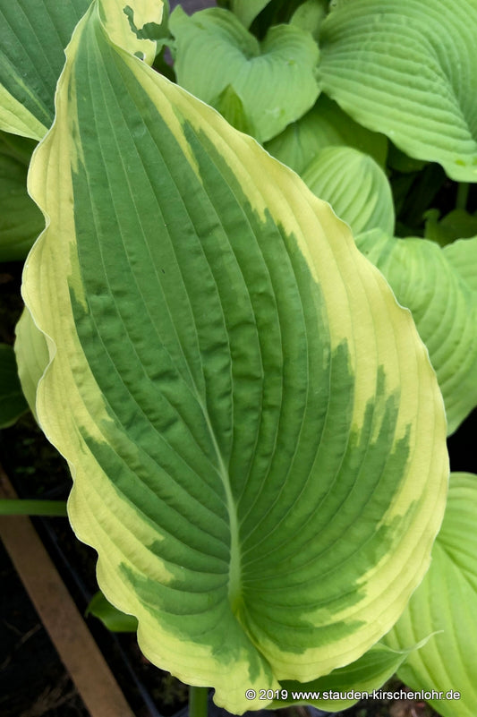 Hosta 'Bridal Falls' ®