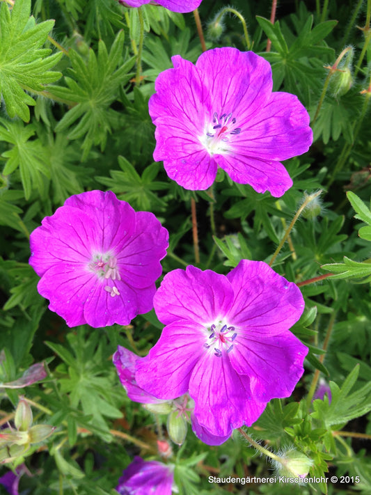 Geranium sanguineum 'Elsbeth'