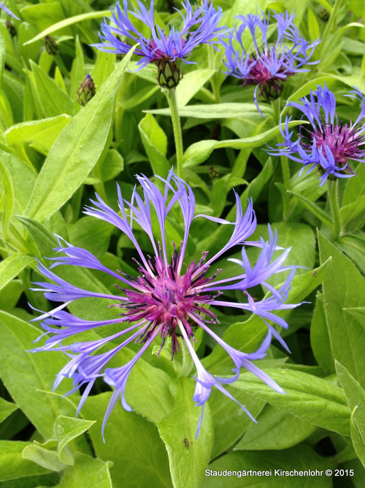 Centaurea montana