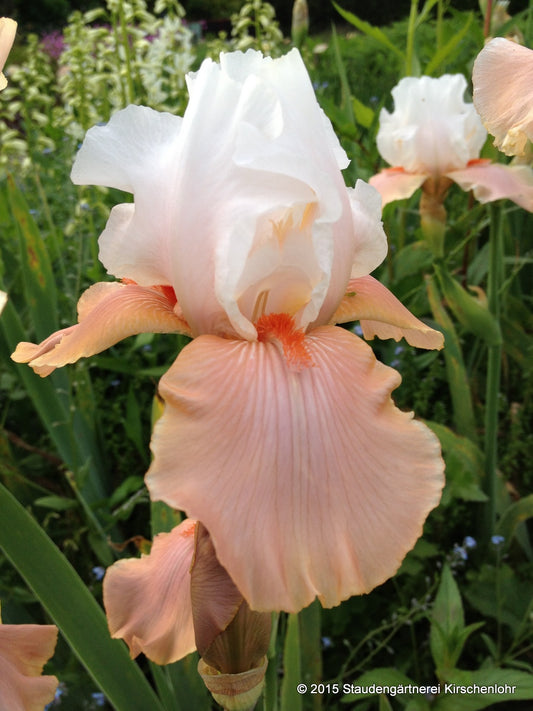 Iris barbata-elatior 'Sugar Magnolia'
