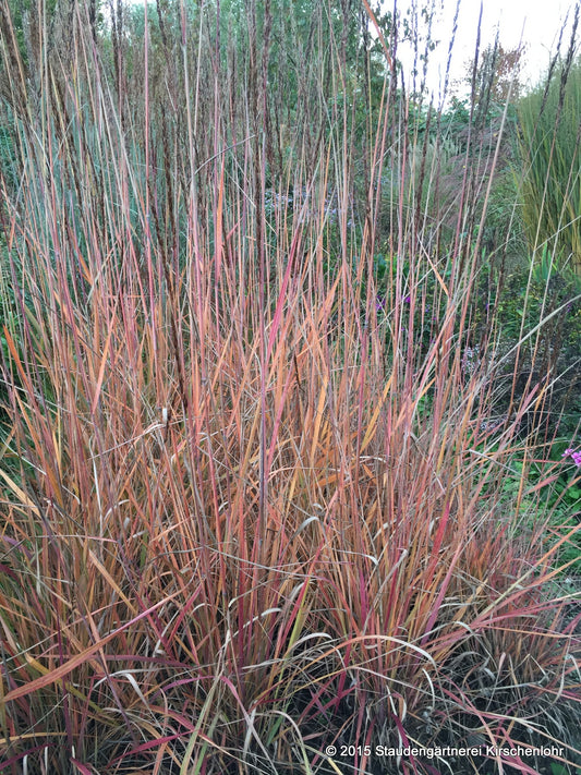 Sorghastrum nutans 'Active Volcano' JS ®