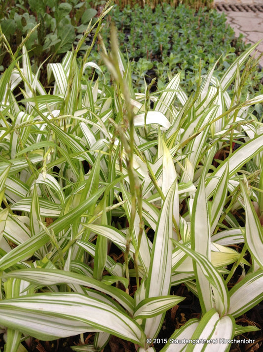 Carex siderosticta 'Shiro Nakafu'