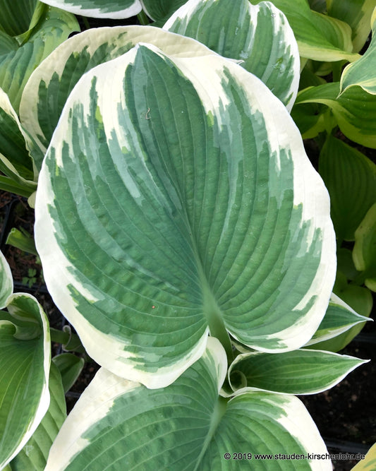 Hosta 'Barbara Ann'