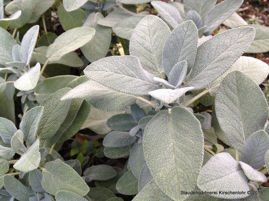 Salvia officinalis 'Berggarten'
