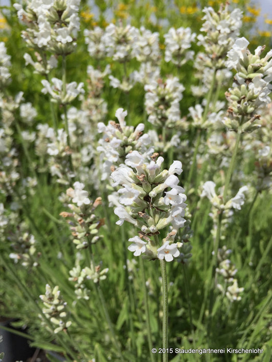 Lavandula angustifolia 'Arctic Snow' veg.