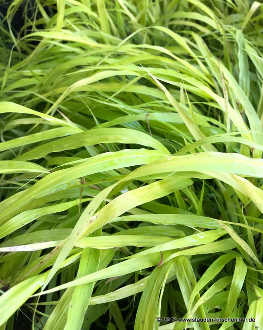 Hakonechloa macra 'Sunflare' ®