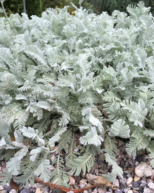 Tanacetum densum subsp. amanii