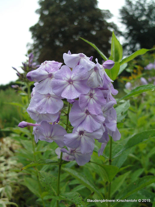 Phlox paniculata 'David'