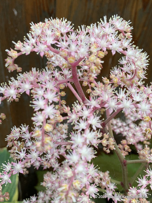 Rodgersia podophylla 'Crûg Colossus' BSWJ10909