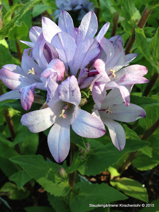 Campanula glomerata 'Emerald'