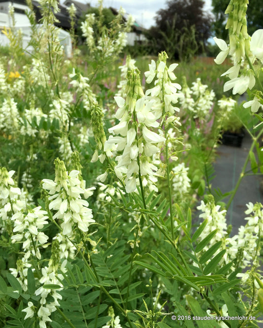 Galega x hartlandii 'Alba'