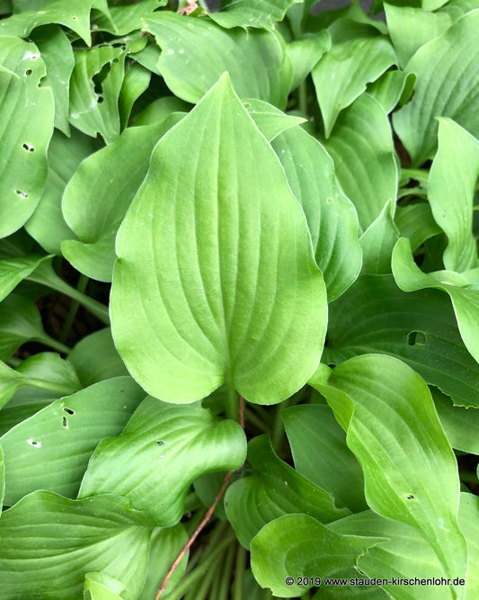 Hosta nakaiana 'Spessart'