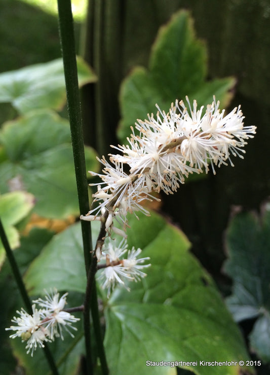 Actaea japonica 'Cheju-do' (Cimicifuga)
