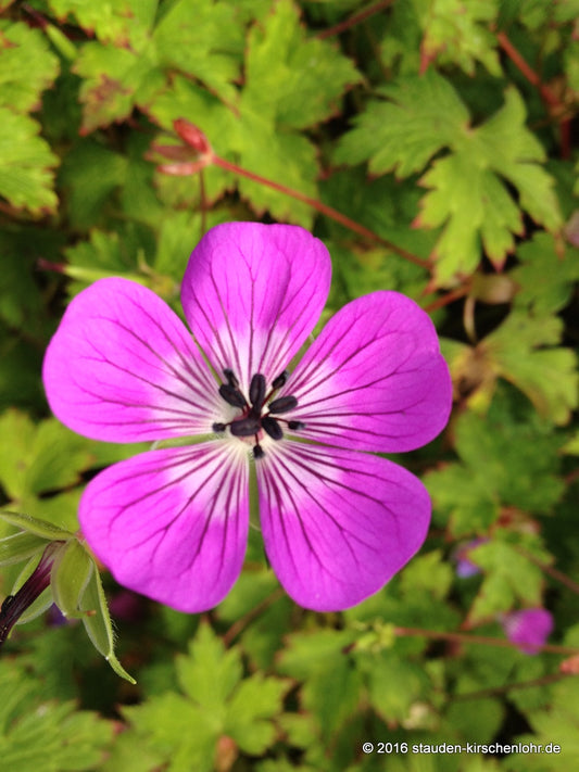 Geranium 'Rosetta' ®