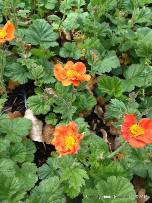 Geum x heldreichii 'Aurantiacum' ('Borisii' veg.)