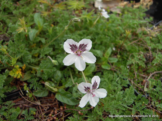 Erodium guttatum