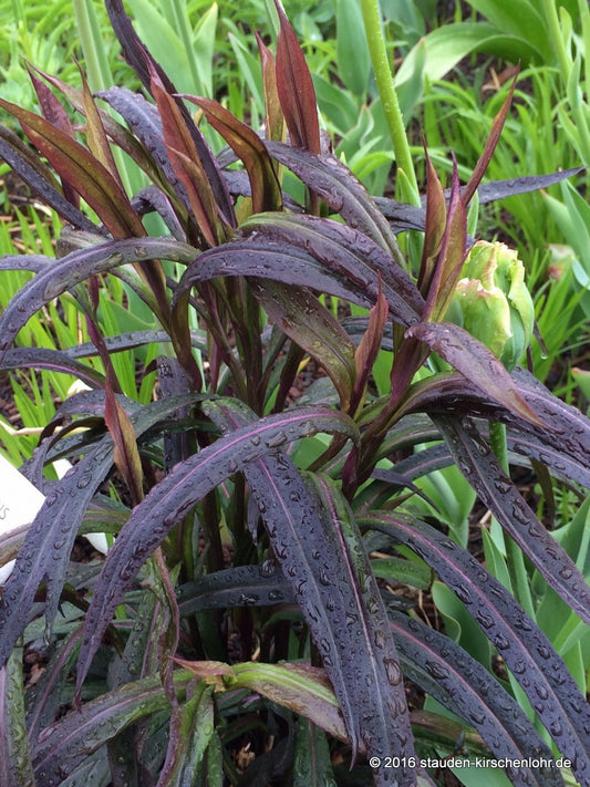Symphyotrichum lateriflorum 'Lady in Black'
