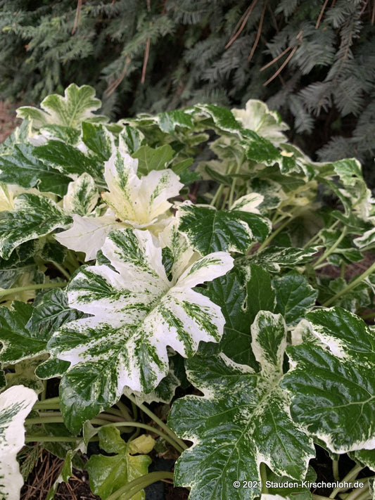 Acanthus 'Whitewater' ®