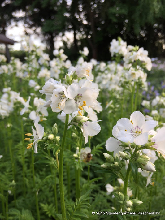 Polemonium 'Halfway to Paradise'